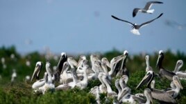 FILE - Young brown pelicans flock together in their nest as terns fly overhead on Raccoon Island, a Gulf of Mexico barrier island in Chauvin, Louisiana, May 17, 2022. (AP Photo/Gerald Herbert)