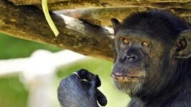 Chimpanzees May Recognize Emotions in Others