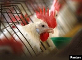 City Dwellers Try Raising Chickens