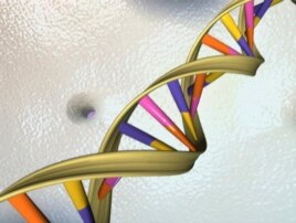 A DNA double helix is seen in an undated artist's illustration released by the National Human Genome Research Institute to Reuters on May 15, 2012.