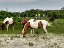 The wild horses of Assateague foraging for food on the island.