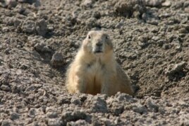 A prairie dog at Badlands National Park