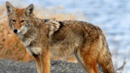 The word coyote was borrowed from the Nahuatl word coyotl. The coyote is a wild, dog-like animal that is common to North America.