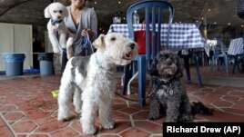 Michelle Vargas, with, from left,  8-year-old Bichon Frise-Poodle mix named Carmine, 11-year-old Wire Haired Terrier named Lucy, and 10-year-old Shih Tzu-Poodle mix, Luigi, visit a cafe in a Manhattan park, on New York's Upper West Side. 