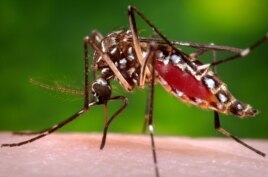 A photo provided by the Centers for Disease Control and Prevention shows a female Aedes aegypti mosquito acquiring a blood meal from a human host. (Reuters)