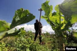 “Green Loans” Help Kenya’s Farmers
