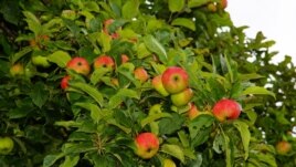 Apples grow on very short branches called 
