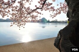 Springtime in D.C.