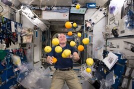 Scott Kelly with lemons in space. Researchers studied how diet affected his microbiome as part of NASA's Twins Study.