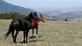 Words and Their Stories: Hold Your Horses
