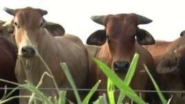 More Diseases Now Spreading from Animals to Humans 