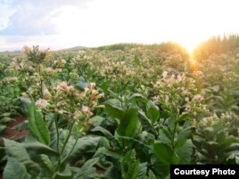 Tobacco Plant to Make Jet Fuel 