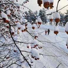 Let It Snow, Let it Snow, Let It Snow