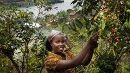 In Eastern DRC, Ex-Fighters Make a New Life With Coffee