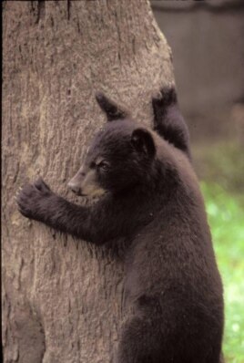 A black bear cub climbs a tree