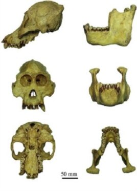 Among the physical differences of the Tapanuli orangutans are a notably smaller head and frizzier hair. (Current Biology)