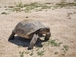 A Desert Tortoise