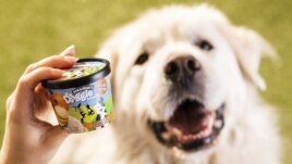 This photo provided by Ben & Jerry's shows Ben & Jerry's dog treats. The venerable Vermont ice cream company said Thursday, Jan. 7, 2021, it's introducing a line of frozen dog treats, its first foray into the lucrative pet food market. 