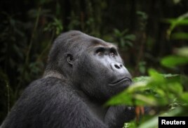 Ebola Kills More Than Humans
