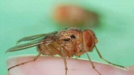 Tiny Fly May Hold Key to New Generation of Hearing Aids