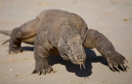 A Komodo dragon walks on a beach on Komodo island, Indonesia.