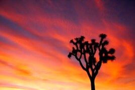 Sunset at Joshua Tree National Park