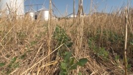 FILE: Here is an example of no-till farming. Trey Hill's no-till soybeans grow through what is left of the previous season's cover crop in Maryland.