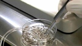 Worldwide Fight Against Malaria Appears to Succeed