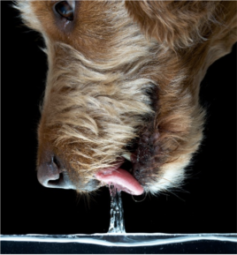 How Do Dogs Drink?