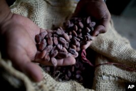 Chocolate: The 'Food of the Gods'