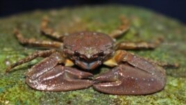 This photos shows the chocolate porcelain crab. (Jackie Sones/UC Davis)