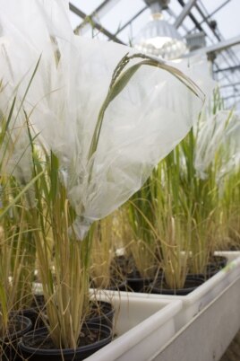 Rice plants being studied to increase photosynthesis. (Credit Claire Benjamin/U. of Illinois)