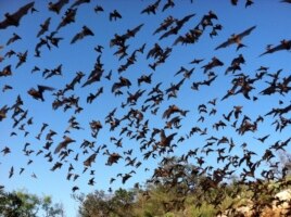 Mexican free-tailed bats