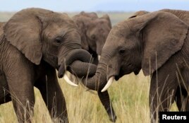 African Elephants, The Information Revolution and Nigeria's Safe Water