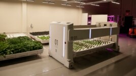 In this Thursday, Sept. 27, 2018, photo the mover robot called Angus transports plants being grown at Iron Ox, a robotic indoor farm, in San Carlos, Calif. (AP Photo/Eric Risberg)
