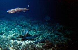 A deep sea shark and several eels come to food placed at the summit of the Cook seamount, seen from the Pisces V submersible during a dive to the unexplored seamount off the coast of Hawaii on Sept. 6, 2016. (AP Photo/Caleb Jones)