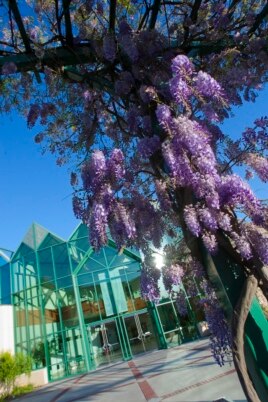 Flowers bloom on campus at Santa Clara University in Santa Clara, California.