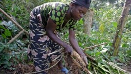 DRC Farmers Facing Theft Switch to Less Edible Crops