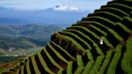 A farmer tends to an onion crop on the slopes of Mount Cereme, Majalengka, West Java, Indonesia. (Photo courtesy: Antara Foto/Agvi Firdaus/ via Reuters)