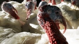Thanksgiving, but US Turkey Farmers Aren't Celebrating