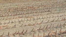 US Farmers Struggle With Drought