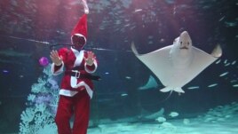 FILE - A diver dressed as Santa Claus performs amongst fish during a Christmas-themed underwater show at an aquarium in Seoul, South Korea on December 4, 2019. (Photo by Jung Yeon-je / AFP)
