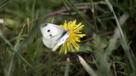 Words and Their Stories: Insect Expressions