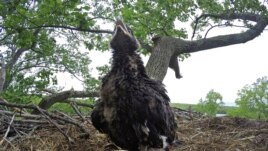 This 2017 photo provided by the Connecticut Department of Energy and Environmental Protection shows a baby bald eagle in a nest in a tree in Columbia, Conn. (Brian Hess/CT Deep via AP)