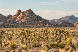 Forests of Joshua trees in the Mojave Desert