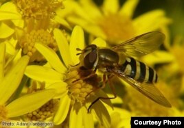 Restrict Pesticides to Save Bees