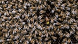 A queen bee, marked in yellow, moves among the worker bees in Alessandria, Italy, Aug. 22, 2017. (R. Shryock/VOA)