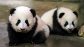 FILE - In this photo provided by Zooparc de Beauval, twin panda cubs Yuandudu and Huanlili take their first steps in public, at the Beauval Zoo in Saint-Aignan-sur-Cher, France, Dec. 11, 2021. (Zooparc de Beauval via AP)