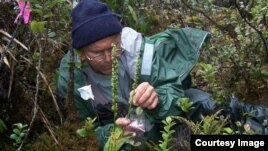 Botanist Works to Save Hawaii's Rare Plants