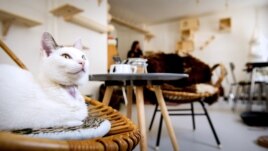 FILE - If a cat scratches your furniture, it may find itself in the hot seat. But the cat pictured here is not concerned. It's a customer at the first cat cafe in Amsterdam, the Netherlands, April 21, 2015. (AFP PHOTO /ANP / KOEN VAN WEEL)